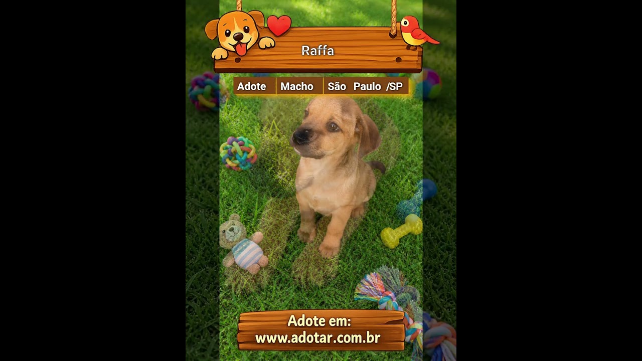 Cachorro raça SRD-ViraLata idade 2 a 6 meses nome Raffa