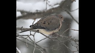 Sitting Mourning Dove