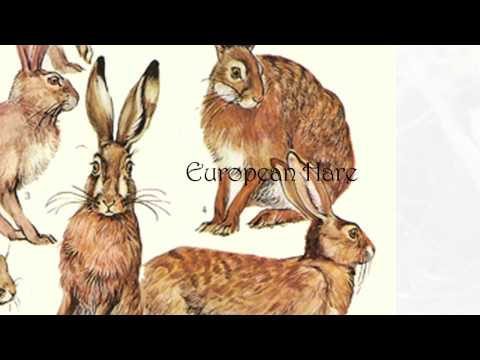 The Eastern Cottontail Rabbit: A Brief Overview