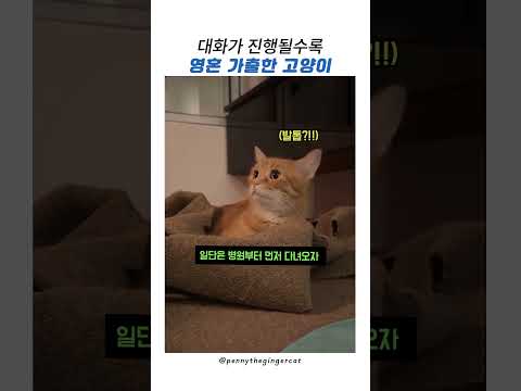 대화가 진행될수록 영혼 가출한 고양이