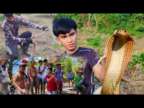 KING COBRA AT COBRA RESCUE COMPILATION #cobraprince