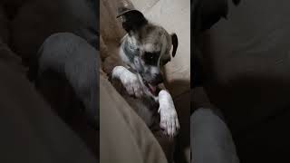 Video preview image #1 Chiweenie Puppy For Sale in San Diego, CA, USA