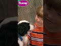 DOGS ARE THE BEST