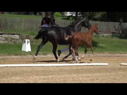 KN 23 Dacapo Hf v. Damon Hill - Ricardos