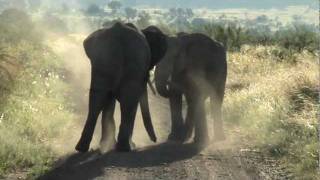preview picture of video 'Two bull elephants fighting in Pilanesberg National Park'