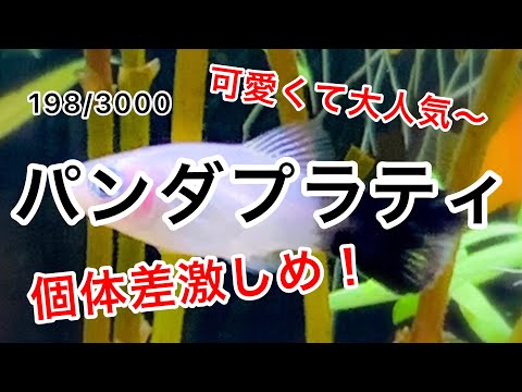 Xiphophorus maculatus