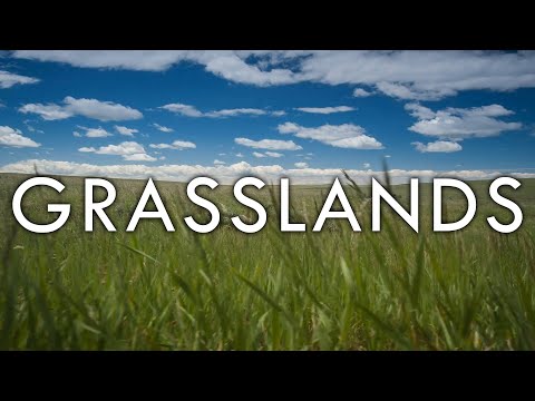 image-What are the characteristics of temperate grasslands?