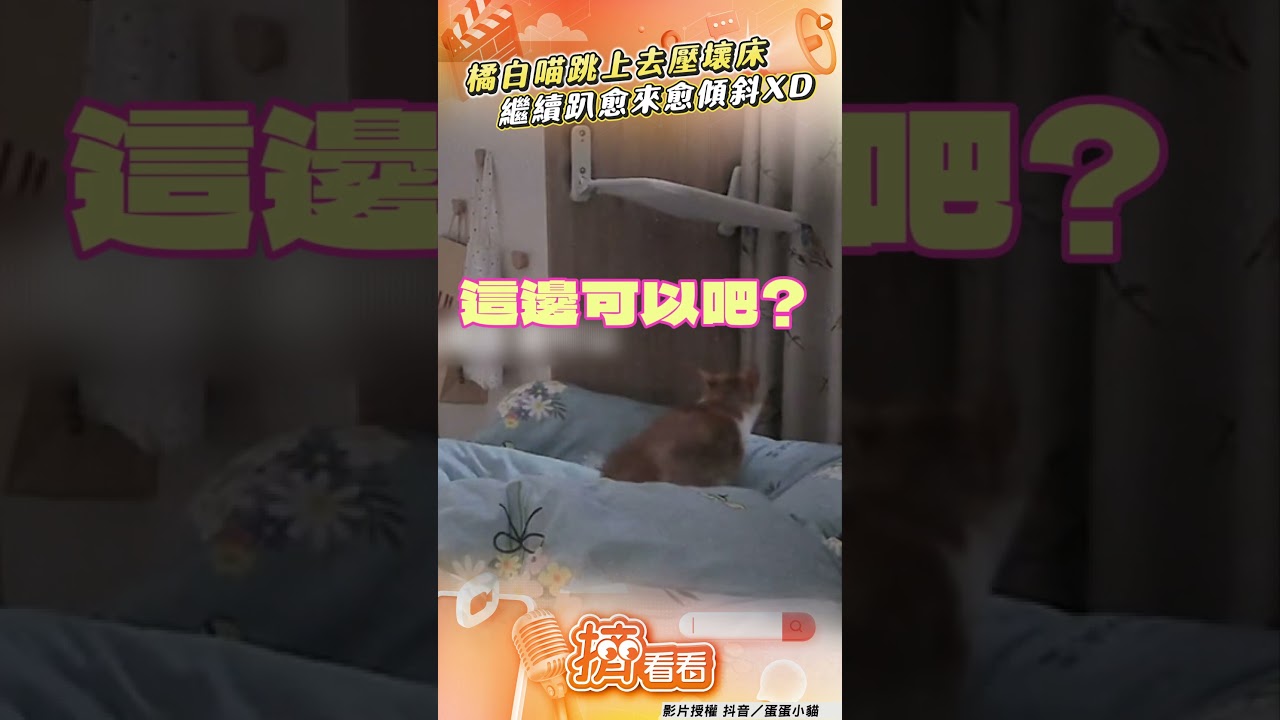 影音/橘白喵睡塌床「傻眼貓咪」 超困惑繼續趴「愈來愈傾斜」