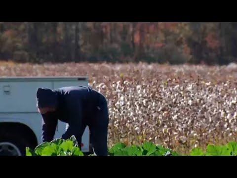 North Carolina cotton farmer wants Black people to embrace the plant