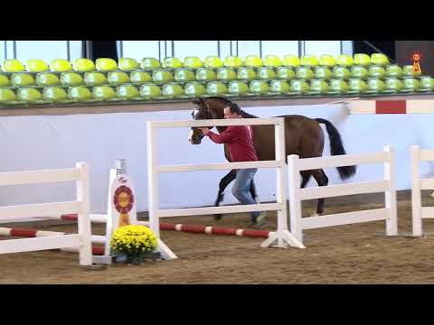 KN 7:  Cascadello I x Clinton I