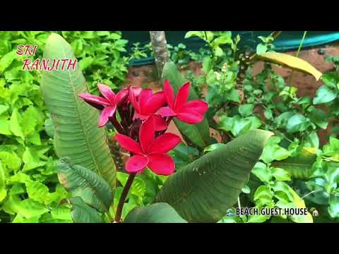 sri ranjith beach guest house bommaiyar palayam aroville pondicherry
