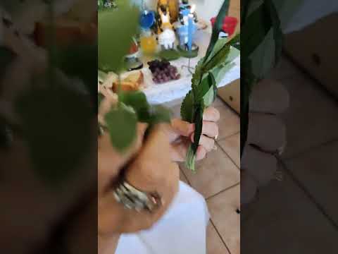 Banho de Yemanja #umbanda #figeninhadeyemanja