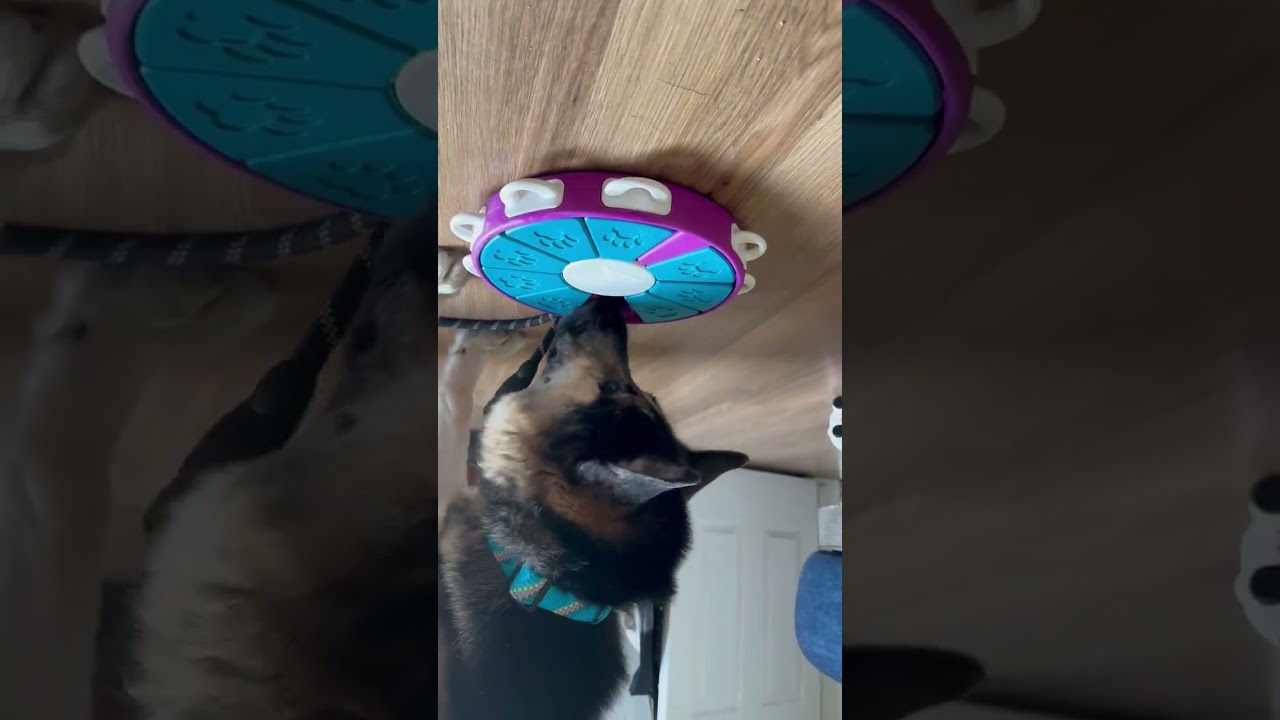 Enlarge Haven, a ADOPTABLE German Shepherd Dog in San Jose, CA video 1/5