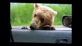 Bears Beg For Food On The Highway