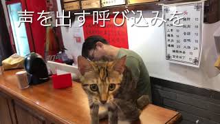 声出して呼び込みする看板猫。二代目メンメンニャ❗️