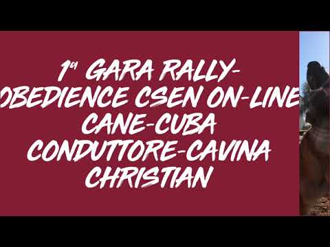 1ª Gara Rally-Obedience Csen on-line Cuba(conduttore Cavina Christian)