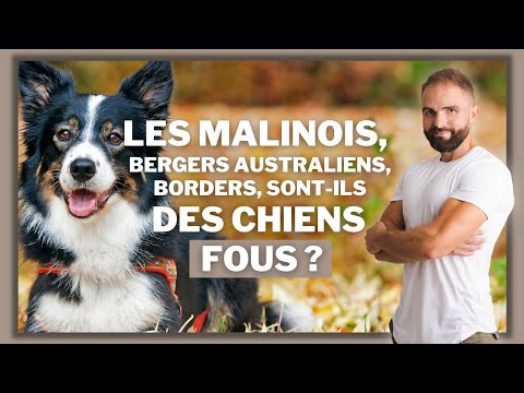 Malinois, Bergers Australiens, Borders : Chiens fous ?