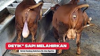 Download lagu THRILLING, THE PROCESS OF A JUMBO HEALTH COW GIVING BIRTH‼️ mp3 Download lagu THRILLING, THE PROCESS OF A JUMBO HEALTH COW GIVING BIRTH‼️ mp3