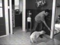 Get Your Dog To Come To Any Spot You Choose Part 2