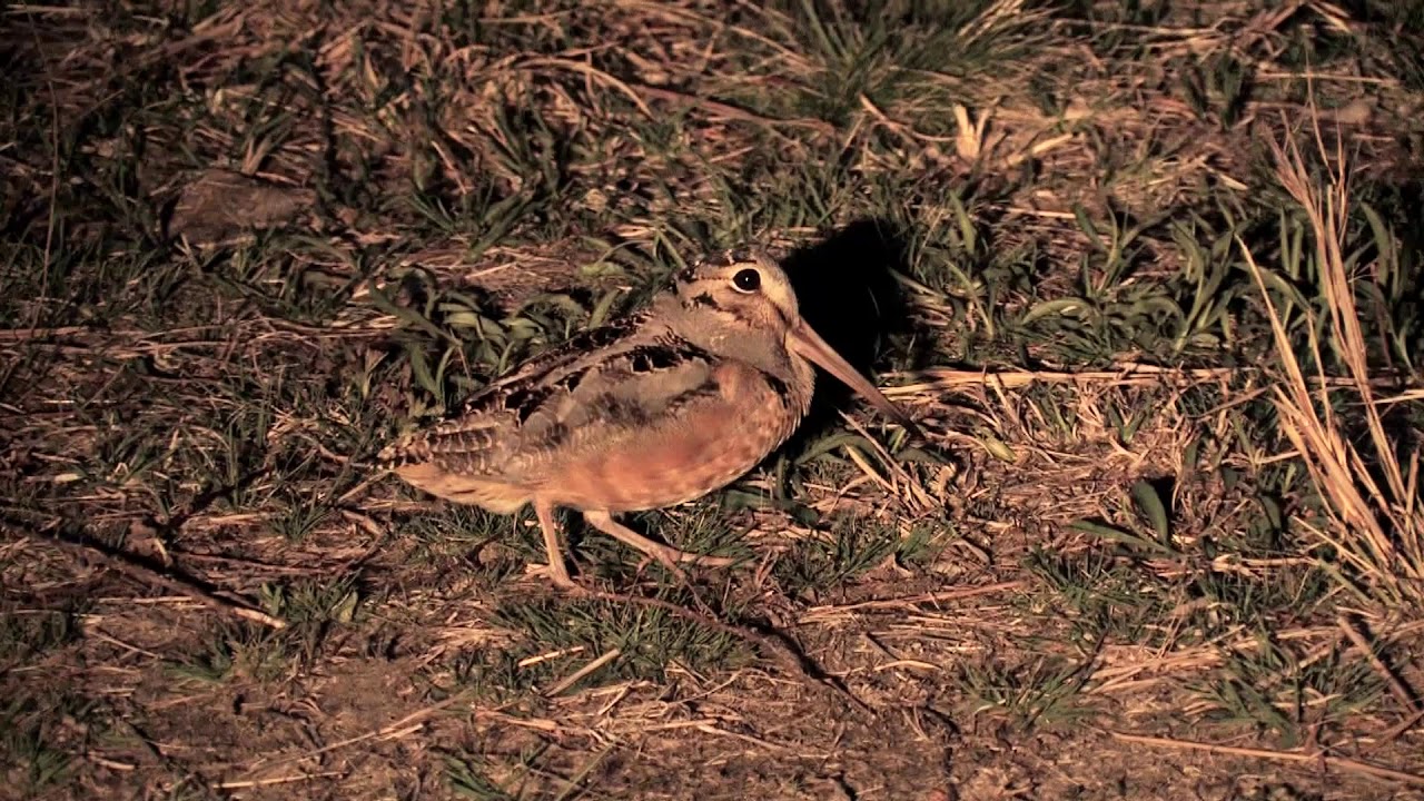 The American Woodcock (Timerdoodle) dances at dusk.