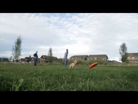 Игрушка для собак West Paw Zisc Glow Flying Disc фрисби светящийся 17 см Белый (ZG029GLO) - фото 4 - id-p1897448357