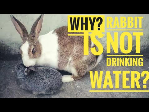 , title : 'Why Rabbit is NOT Drinking Water? What to do if your Rabbit STOPS drinking water? || All About Pets'