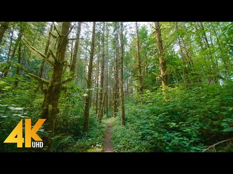 4K Forest Walk on a Summer Day with Soulful Music - Beauty of Snoqualmie Valley Trail - 3,5 HOURS