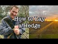 How To Lay A Hedge