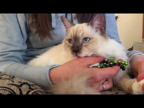 Ragdoll kitten - spay surgery - how it went, what was the process, how recovery went