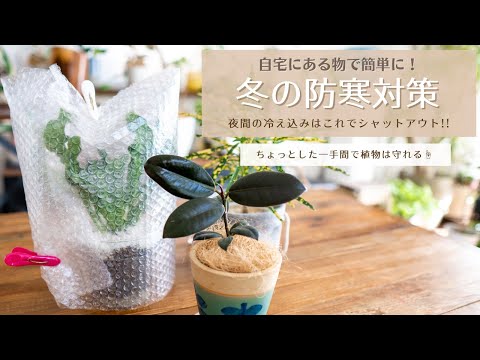 凍ったバナナの木、どうすればいいですか？切ったほうがいいでしょうか？植物を守り、冬を乗り切るためのヒント  庭園