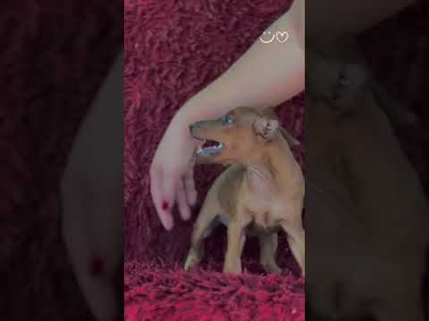 Miniature Pinscher puppy for sale