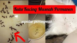 Download lagu CARA AMPUH BASMI KUTU KUCING SECARA PERMANEN mp3