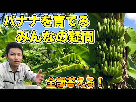 園芸 バナナの木に関するよくある質問