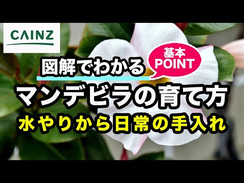 散水ディプラデニア 2022