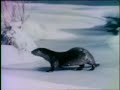Sesame Street Otters In Snow Joe Raposo