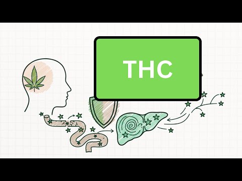 How does THC affect the body?