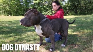 Hulk’s Son Kobe Is The Pit Bull Of The Future | DOG DYNASTY