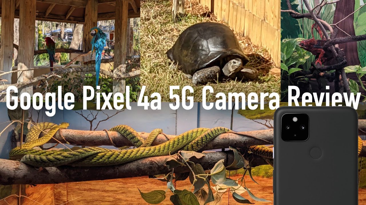 Pixel 4a 5G Camera Review Vlog at the Zoo