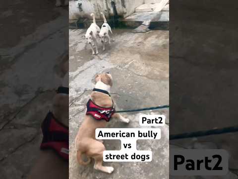 American bully vs street dogs part2 #traineddog #dog #pittienation #doglover #pitbull #sweetpuppy