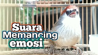 Download lagu Memancing Emosi Burung Kaso Kaso Muda Agar Ikut Bunyi mp3