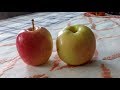 Apples Anna Vs Ein Shemer Overview Which Is Better For You