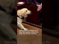 Good Boy Pancakes Golden Retriever Makes Adorable Wedding Ring Bearer