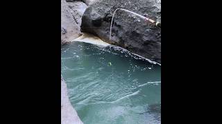 Download lagu Mancing wader arus deras tarikannya mantap-mantap #mancingwader #joranlentur #mancing #waderan mp3