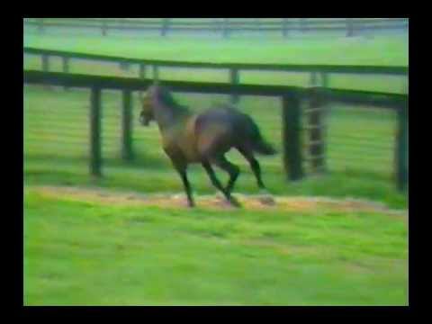 Exceller - 1978 Hollywood Invitational Turf Handicap