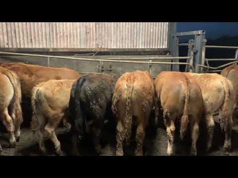 Selection of weanling bulls - Image 2