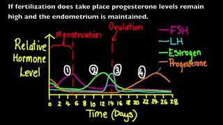 6.5 Hormonal Control of the Menstrual Cycle