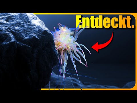 RIESIGER Tiefsee-Berg entdeckt! Dort lebt ein MONSTER!