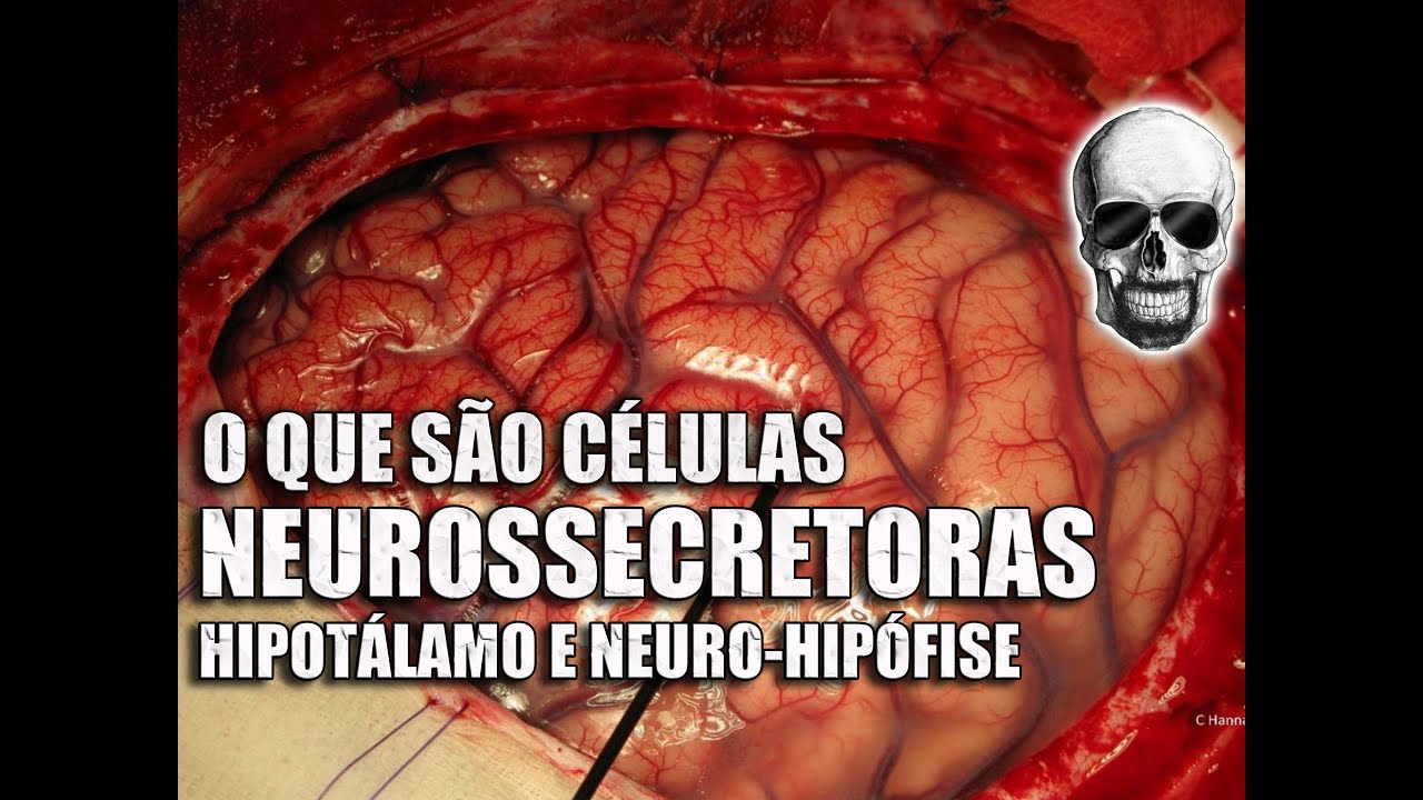 Células Neurossecretoras | Sistema Nervoso/Endócrino | Anatomia Humana - Vídeo Aula 157