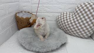 チワワ(ロング)の動画01