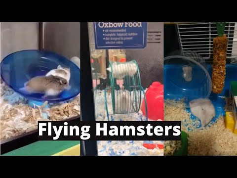 Funny Hamsters Wheel Edition